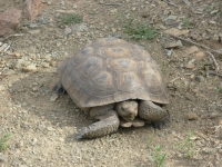 Desert Tortoise